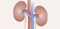 Нефроптоз (зміщення, опущення нирки) ⚕️ Лікування у Дніпрі ⋮ MEDICAL PLAZA